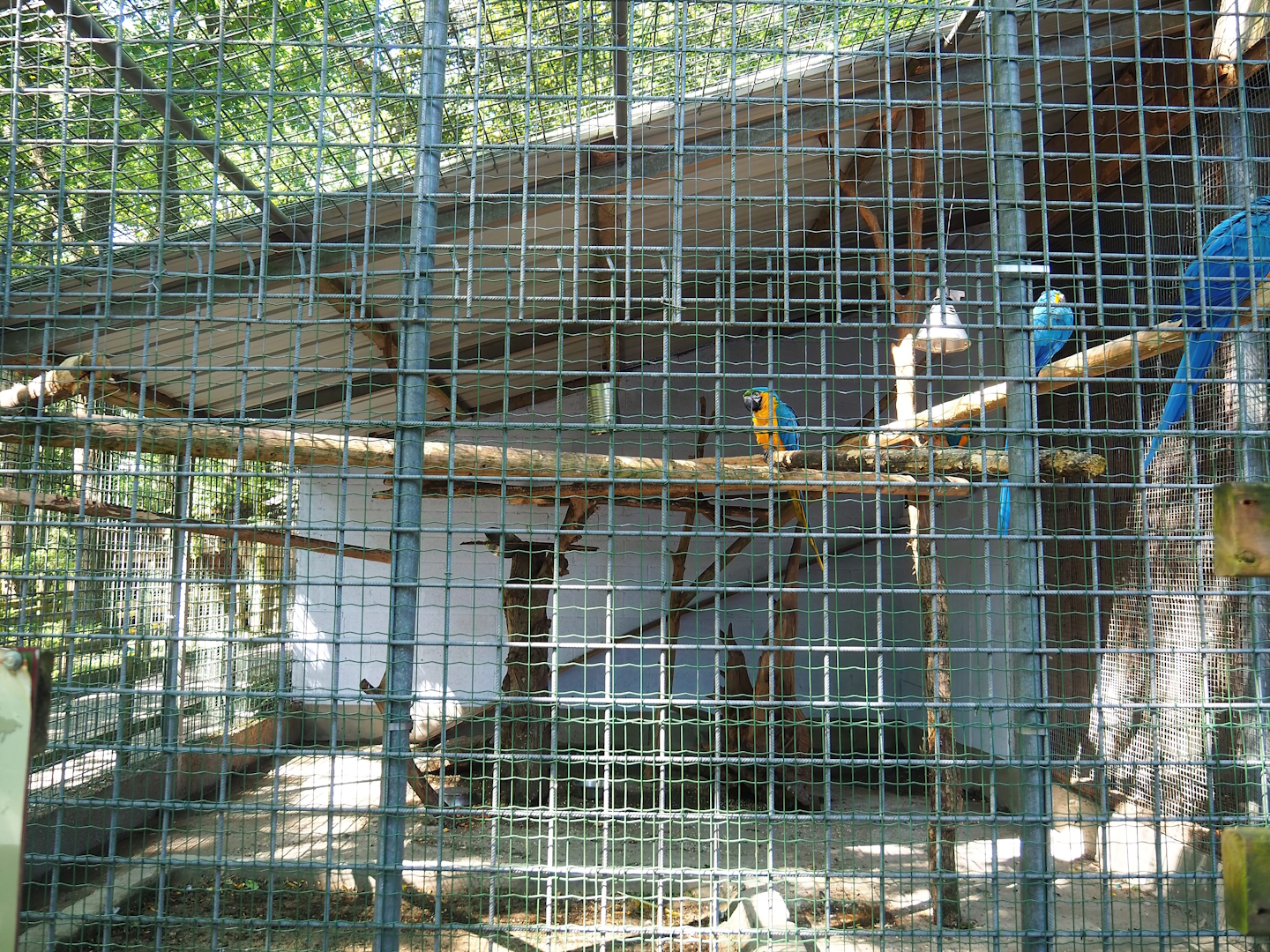 Blue-and-gold macaw aviary, 2023-06-24