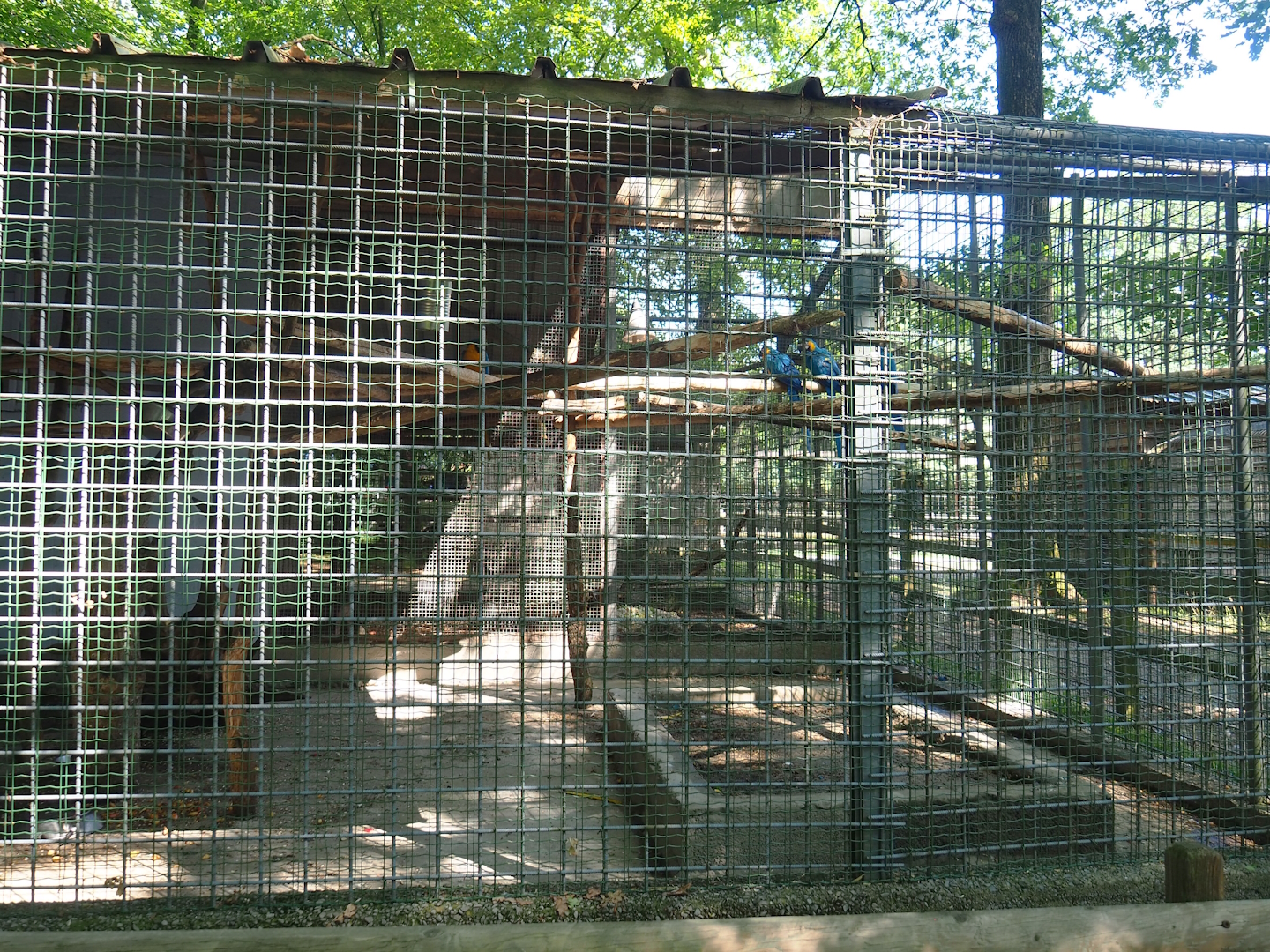 Blue-and-gold macaw aviary, 2023-06-24