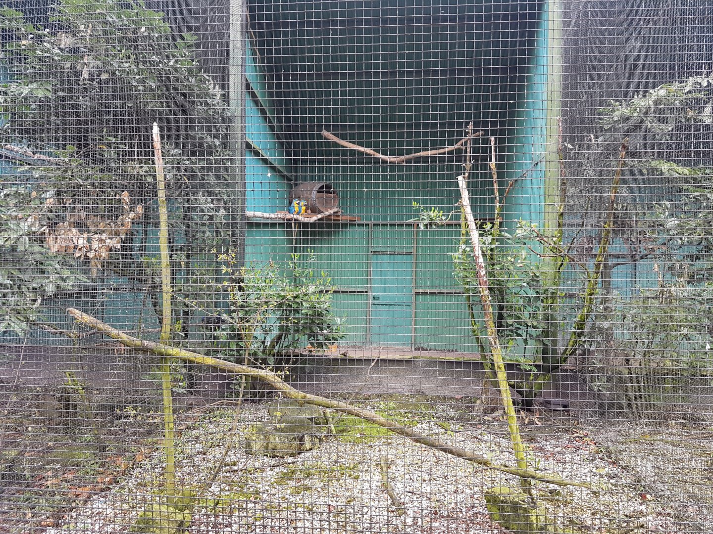 Blue and gold macaw-aviary