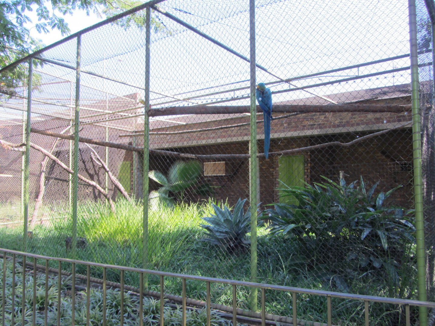 Blue-and-Gold Macaw Aviary