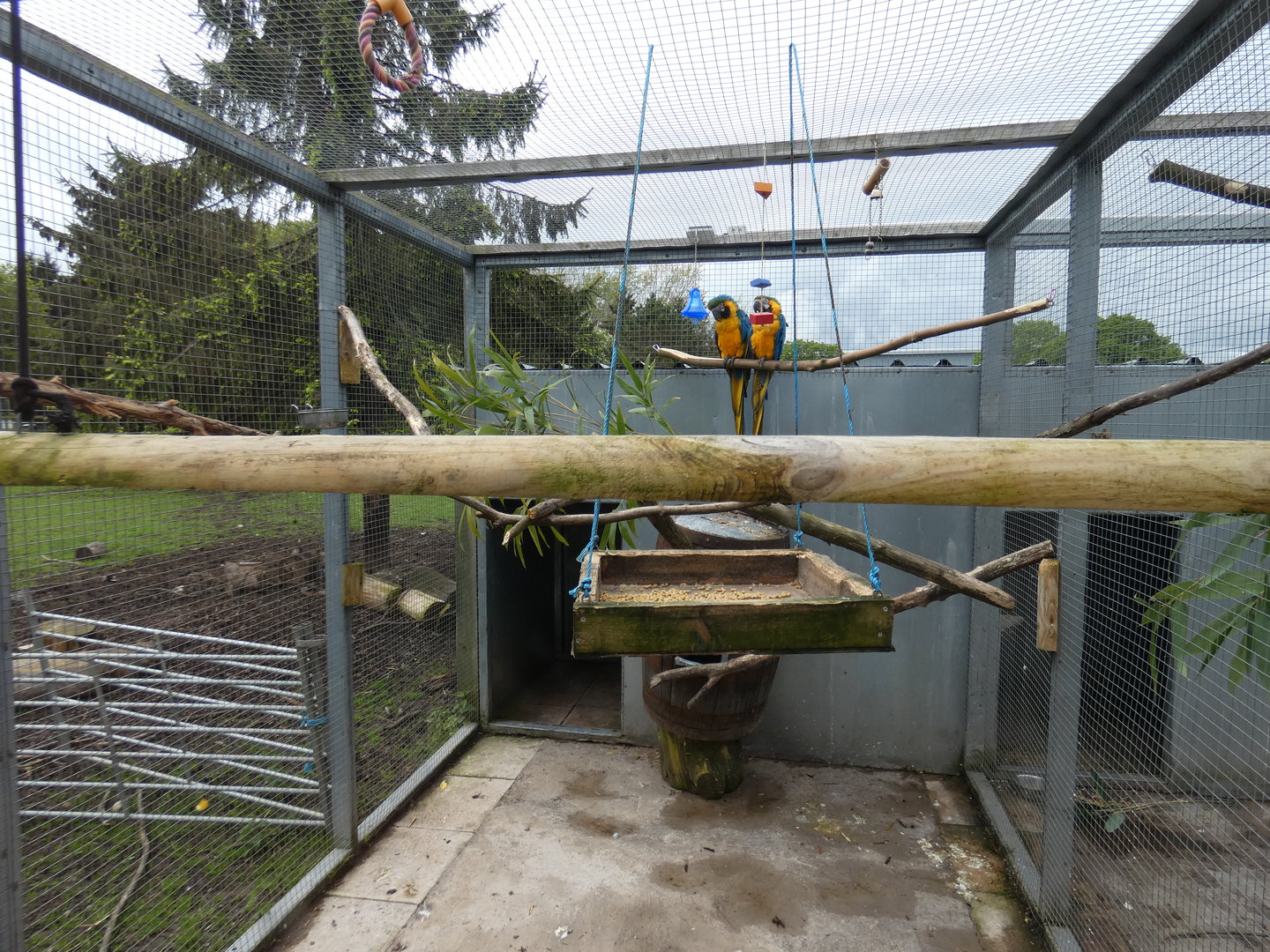 Blue-and-gold macaw aviary
