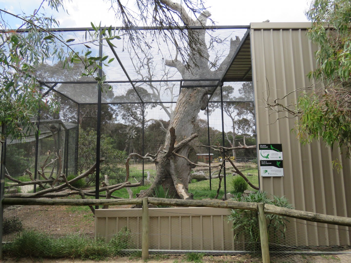 Blue and Gold Macaw Aviary