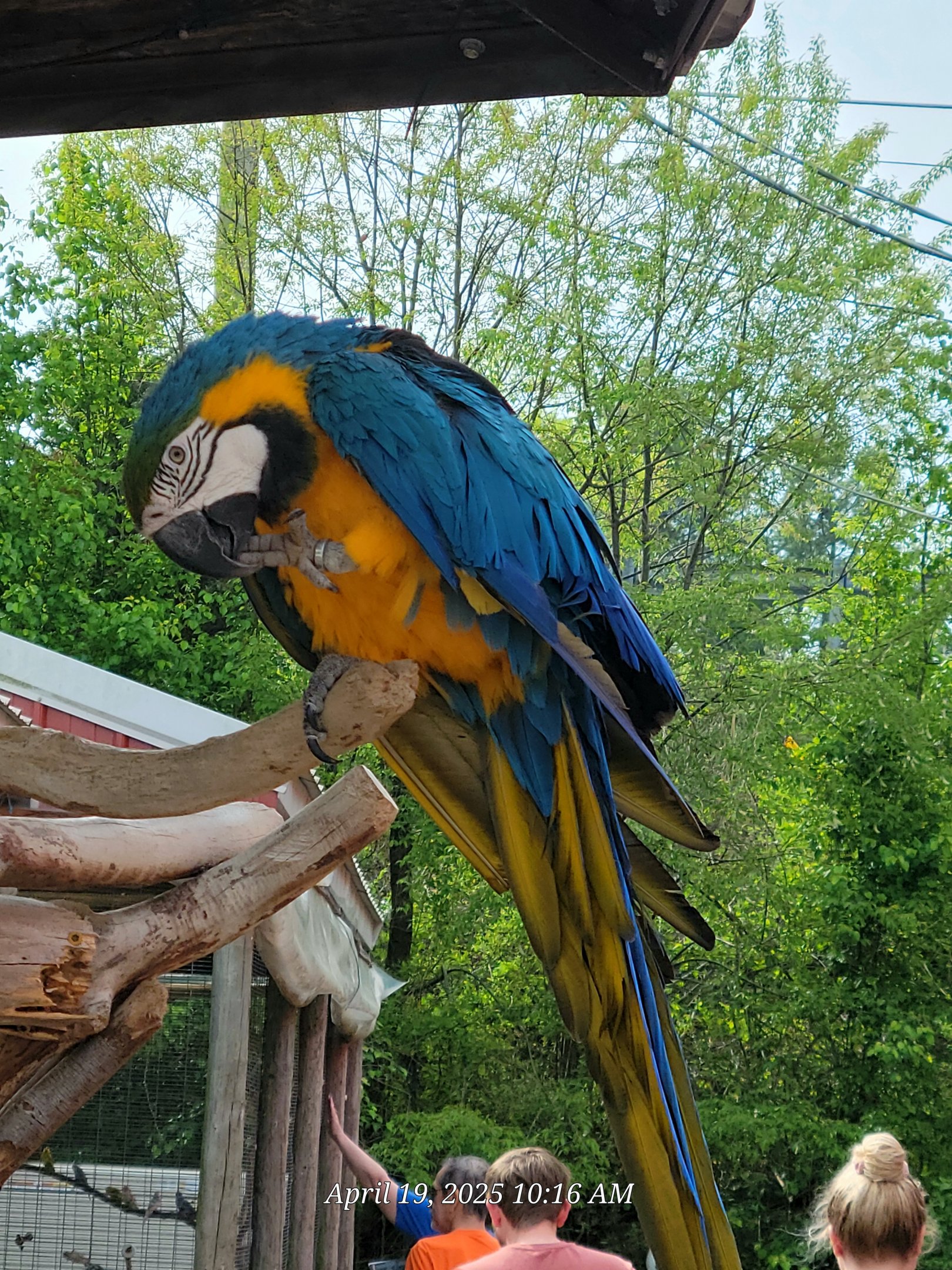 Blue And Gold Macaw-Bright's Zoo