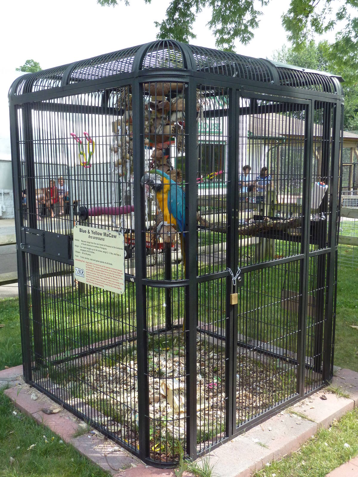 Blue-and-Gold Macaw Cage