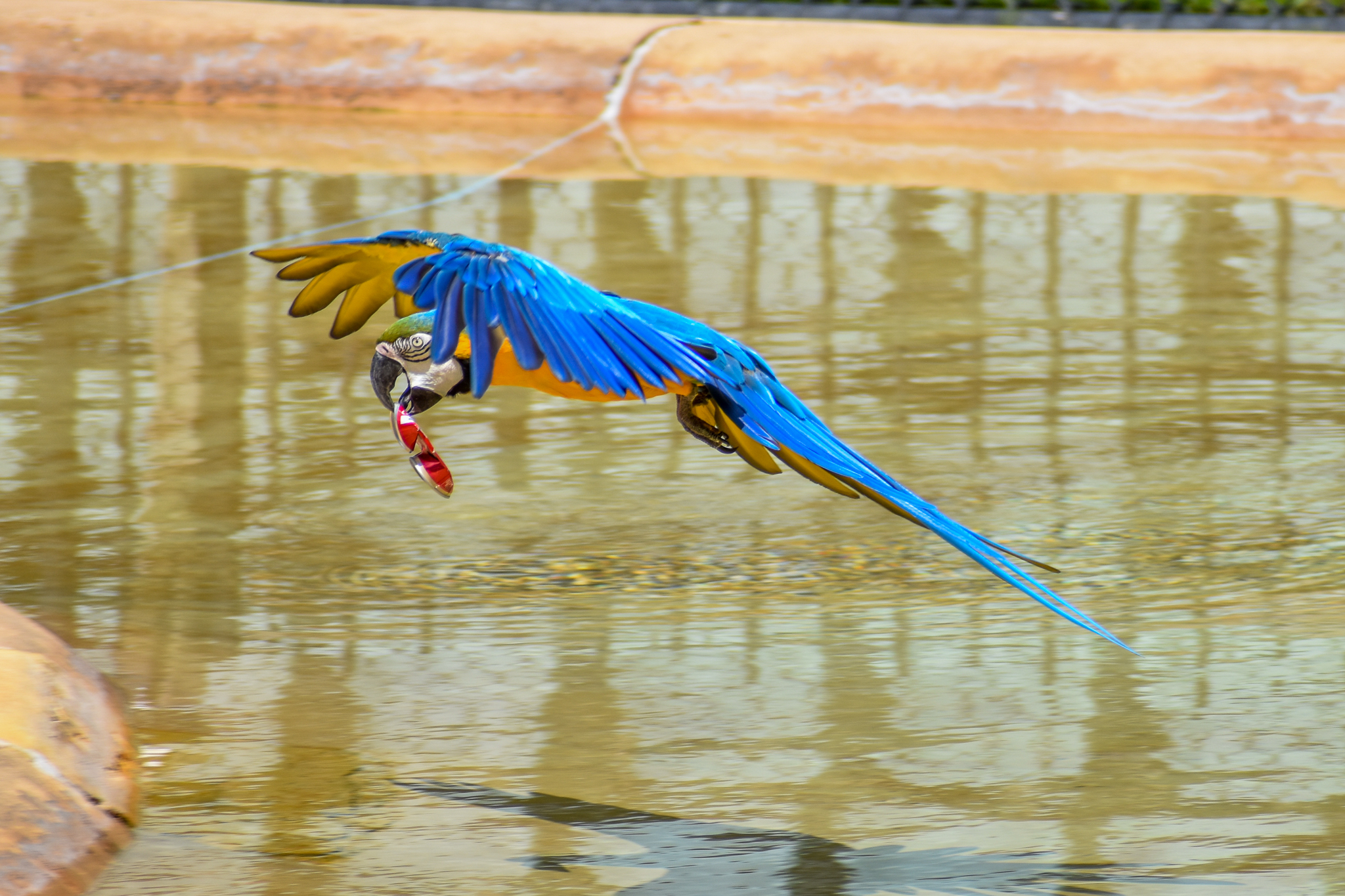 Blue and Gold Macaw - Crocoseum