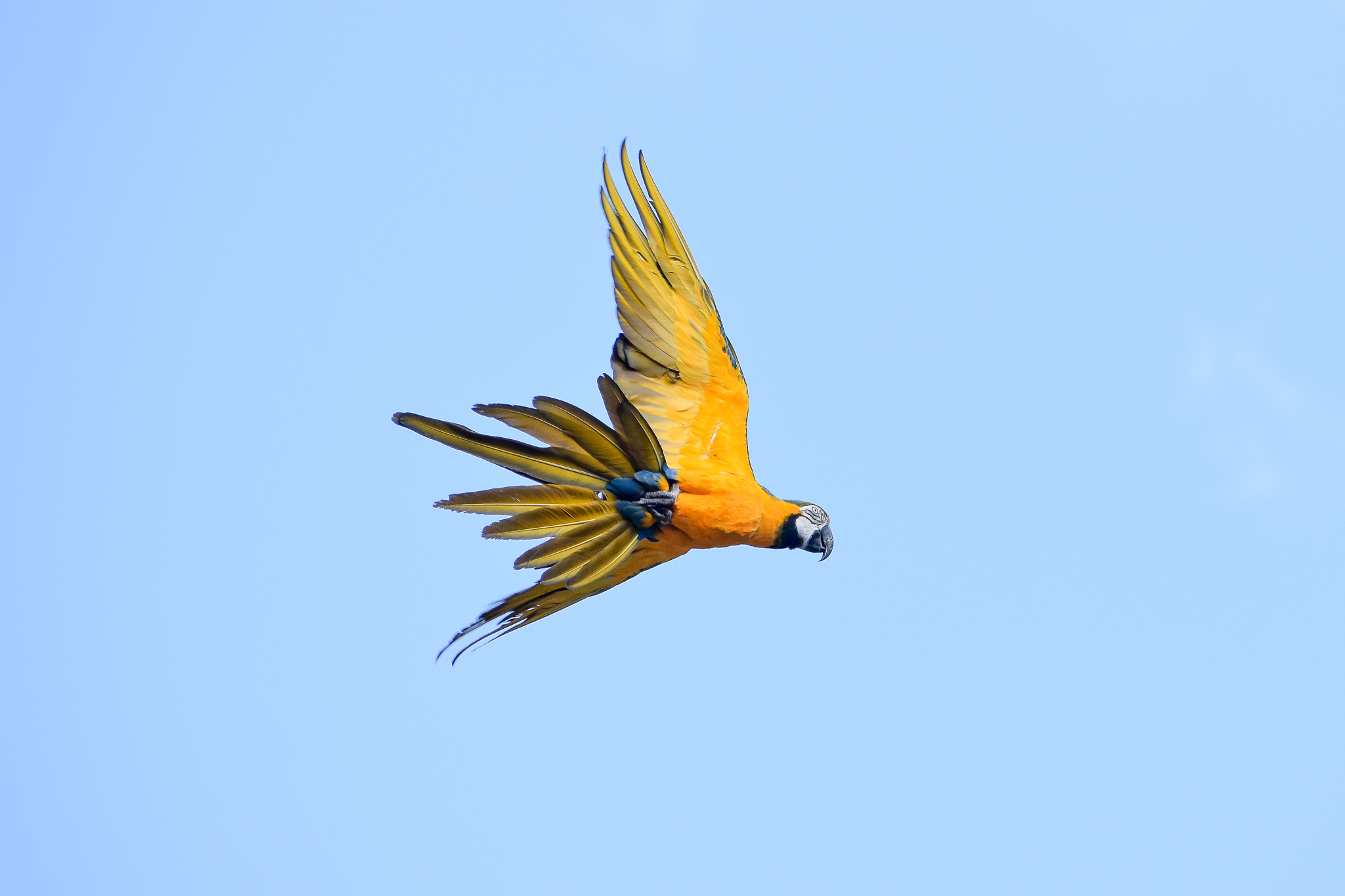Blue and Gold Macaw - Crocoseum