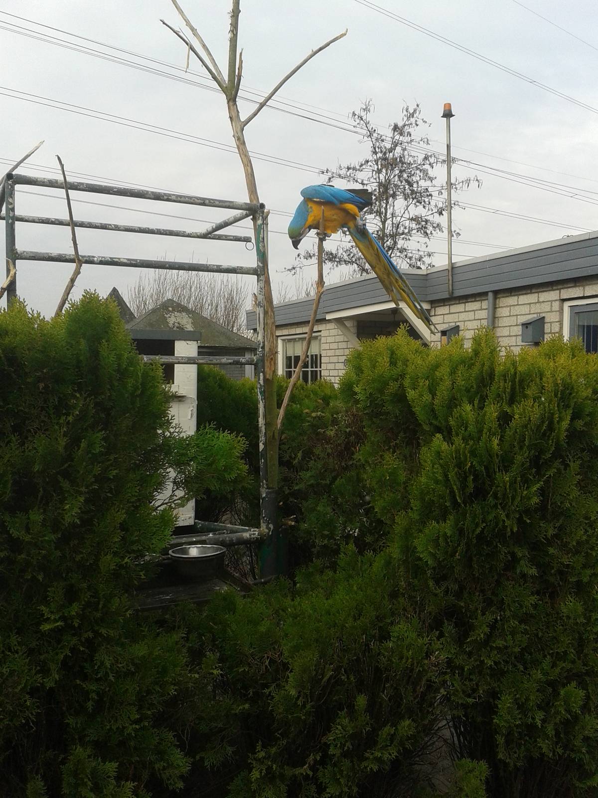 blue-and-gold macaw enclosure