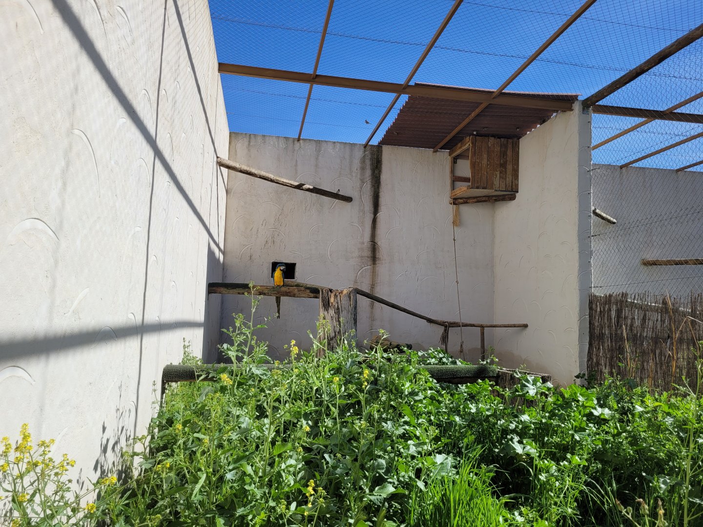 Blue-and-gold macaw exhibit -Tierra Rapaz (2024)