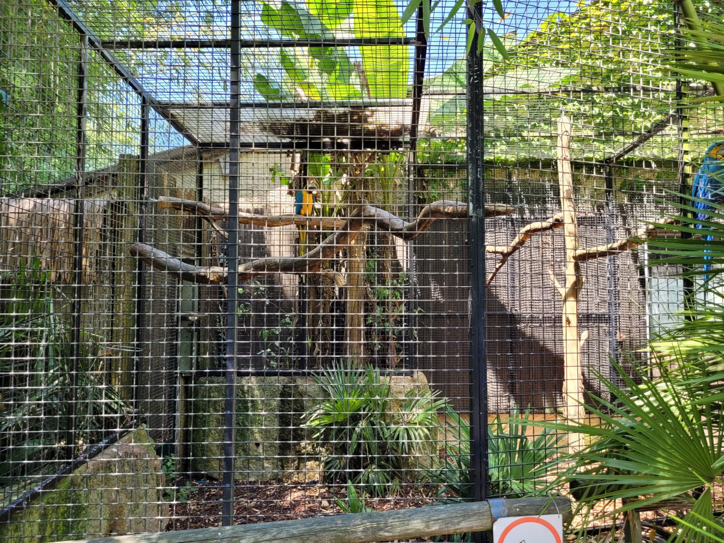 Blue-and-gold macaw exhibit -Zoo d'Asson (2022)