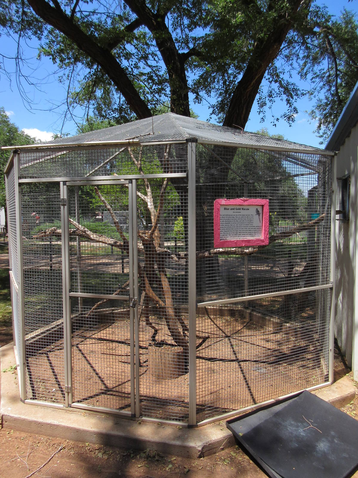 Blue-and-Gold Macaw Exhibit