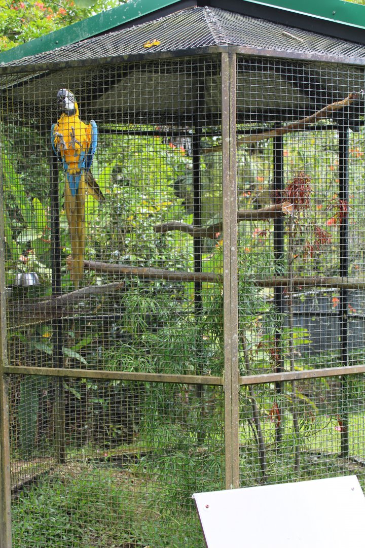 Blue and Gold Macaw Exhibit