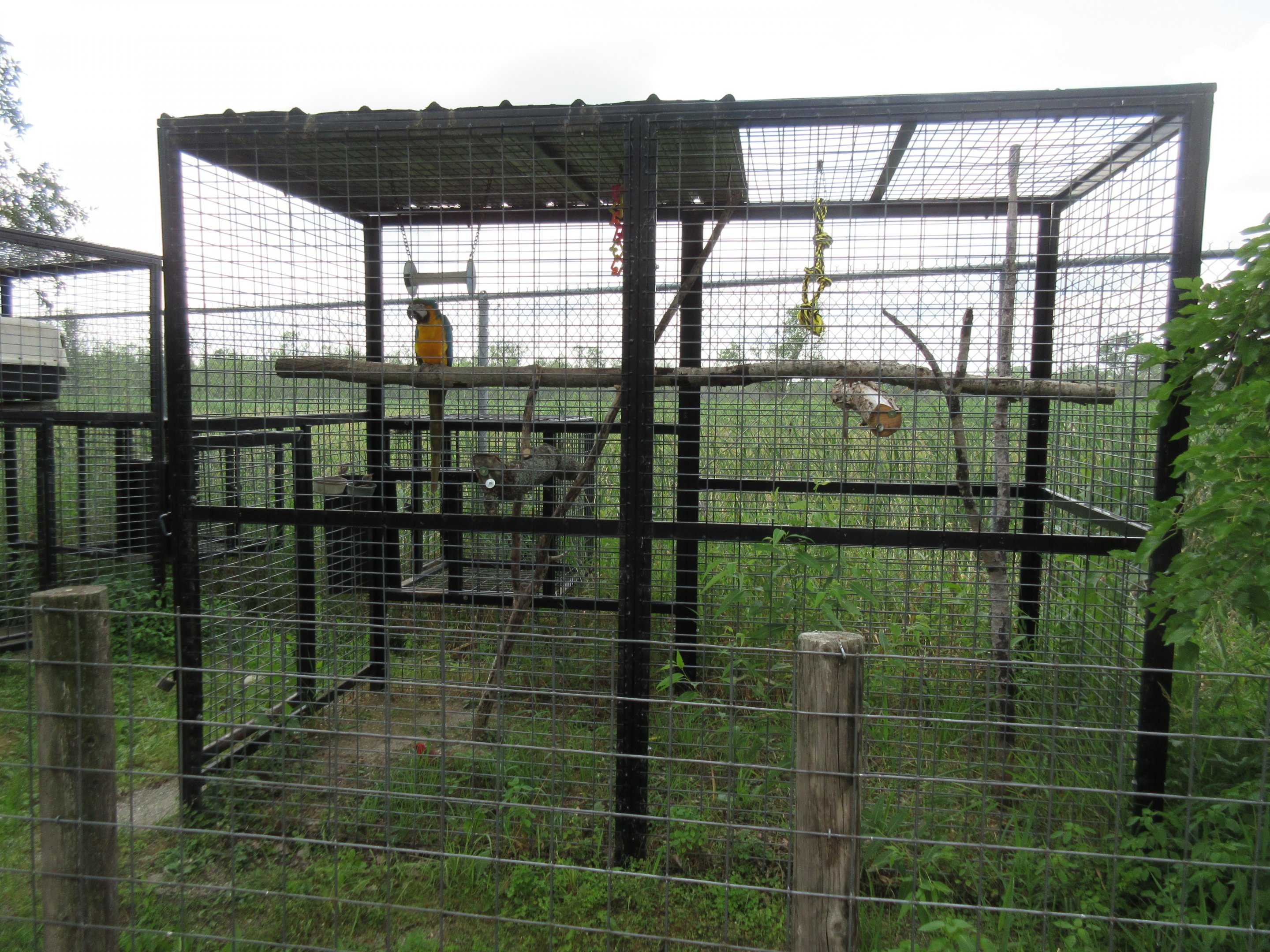Blue-and-Gold Macaw Exhibit