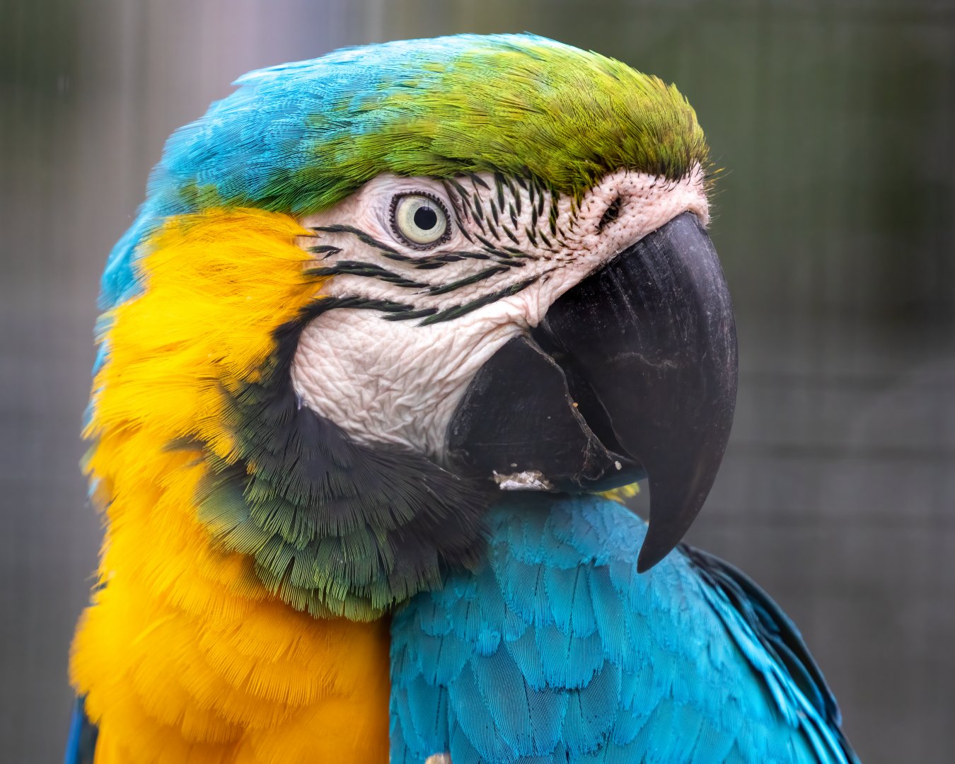Blue and Gold Macaw / Hamerton / 15-8-21