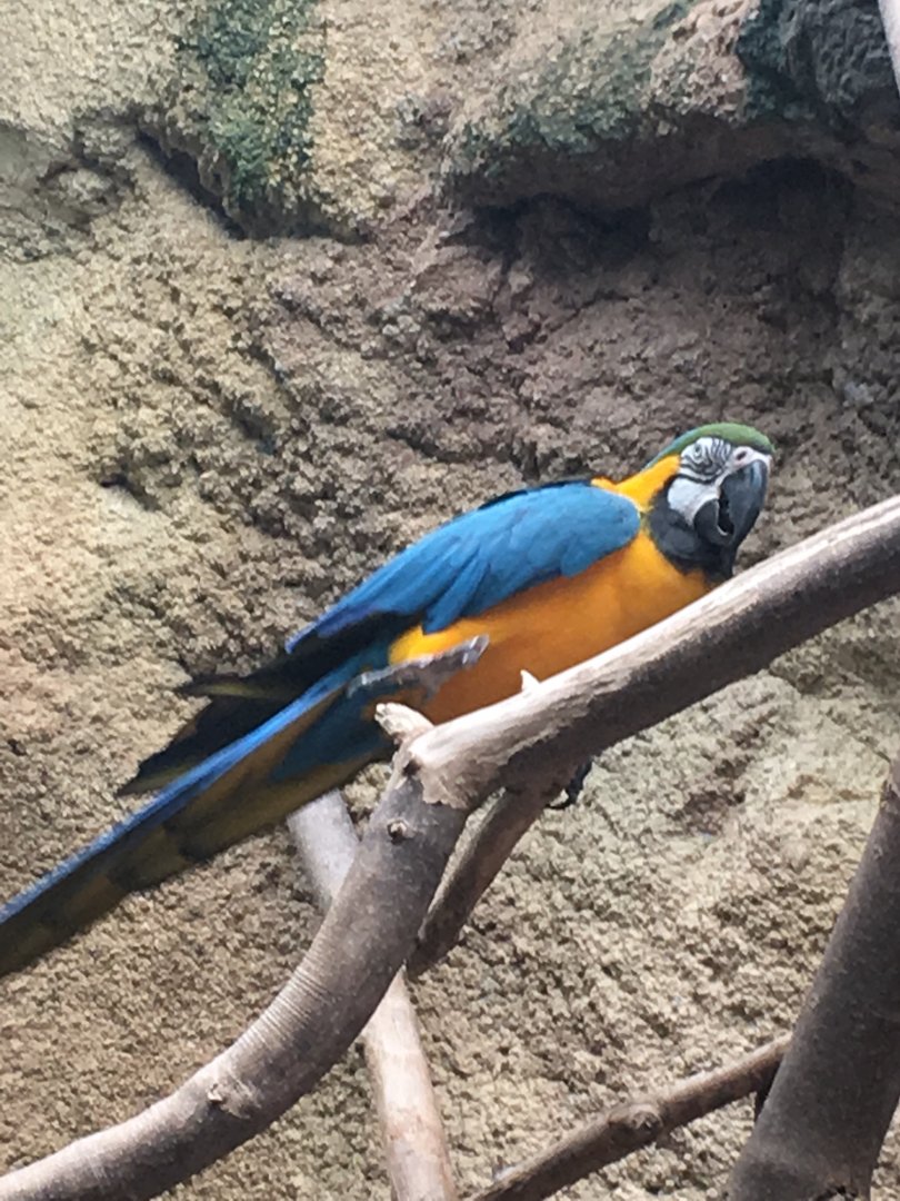 Blue-and-Gold Macaw | Henry Vilas Zoo