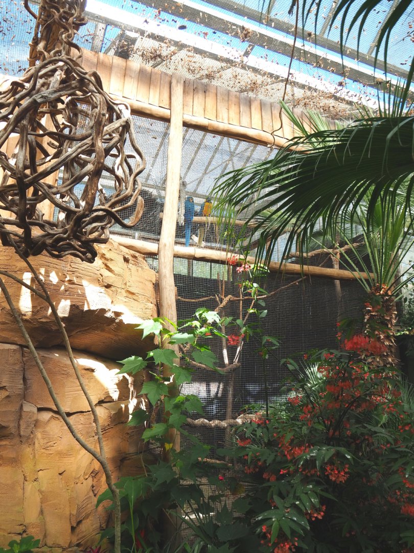 Blue-and-gold macaw holding aviary, 2022-06-28