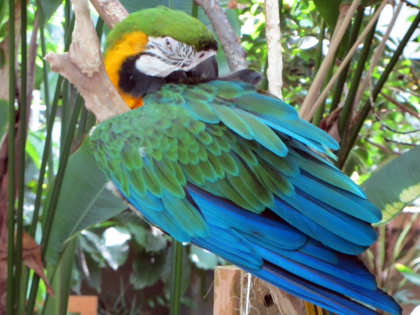 Blue-and-Gold Macaw Hybrid