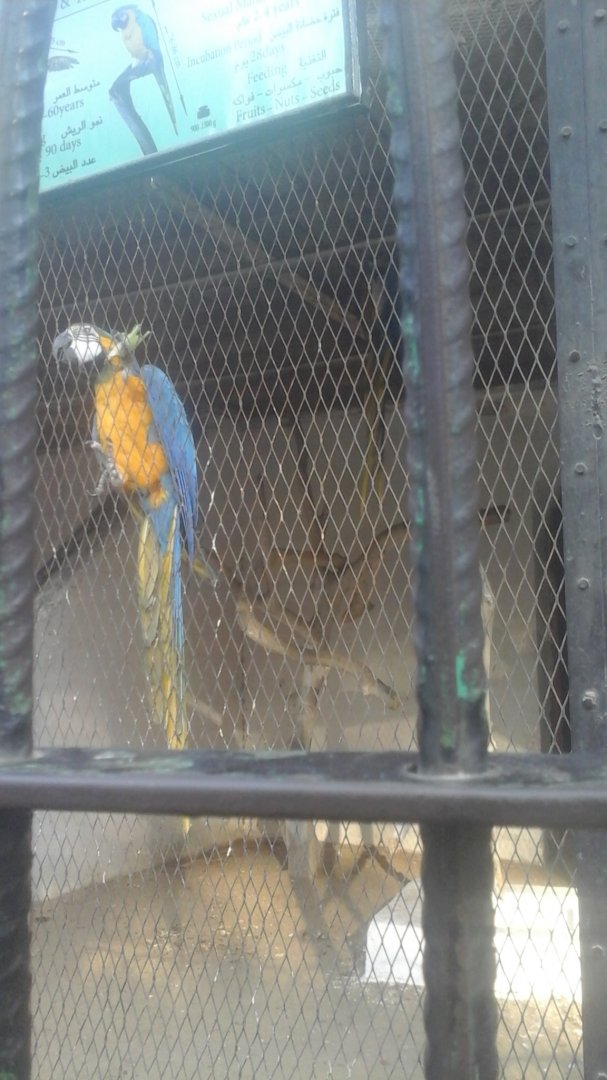 Blue and Gold Macaw in Giza Zoo