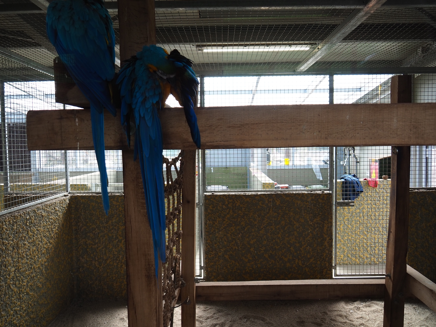 Blue-and-gold macaw indoor housing, 2019-04-06