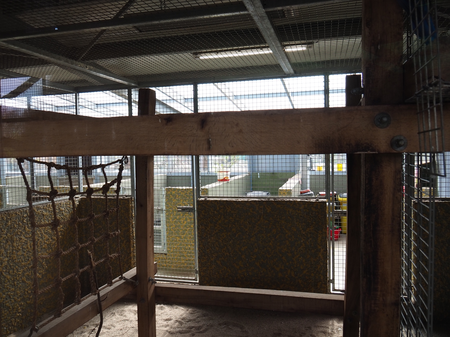 Blue-and-gold macaw indoor housing, 2019-04-06