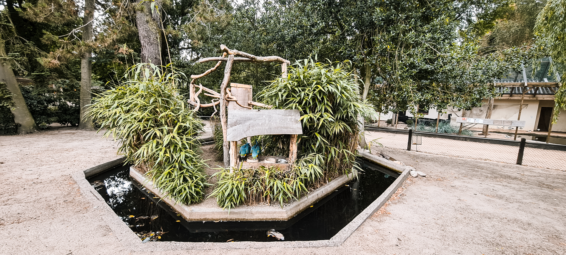 Blue and gold macaw island