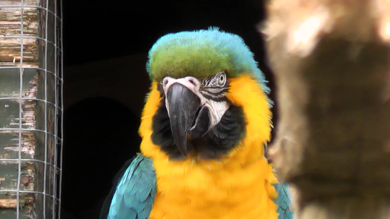 Blue and Gold Macaw May 2010