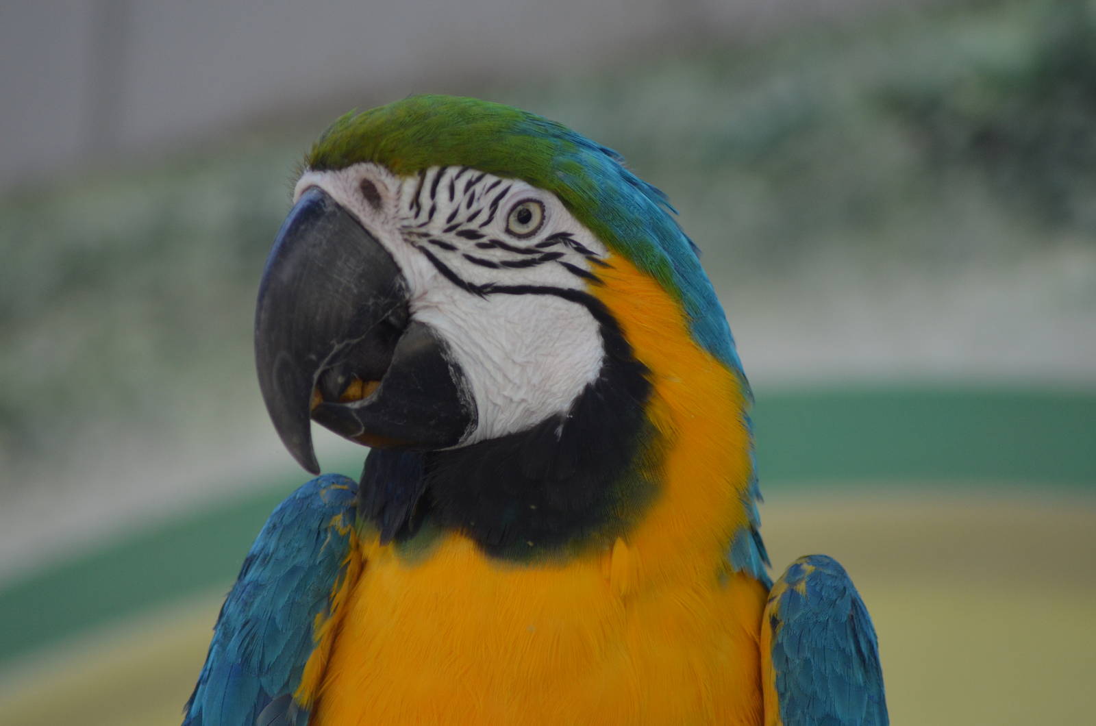 Blue and Gold Macaw: Merlin