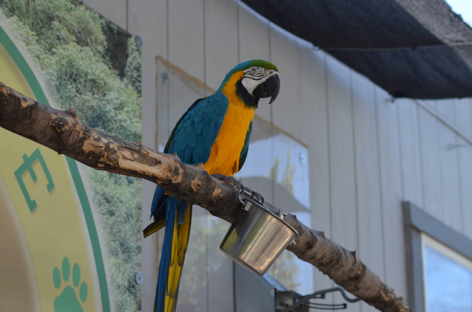 Blue and Gold Macaw: Merlin