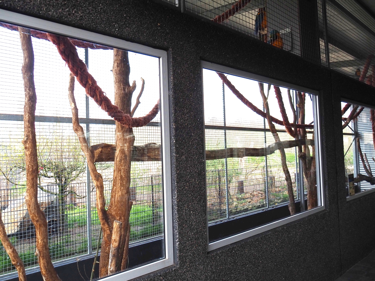 Blue-and-gold macaw outdoor aviary, 2019-04-06