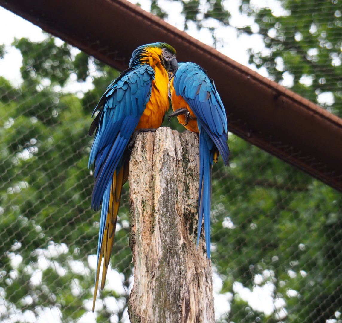 Blue-and-gold macaw pair (Ara ararauna), 2019-07-21