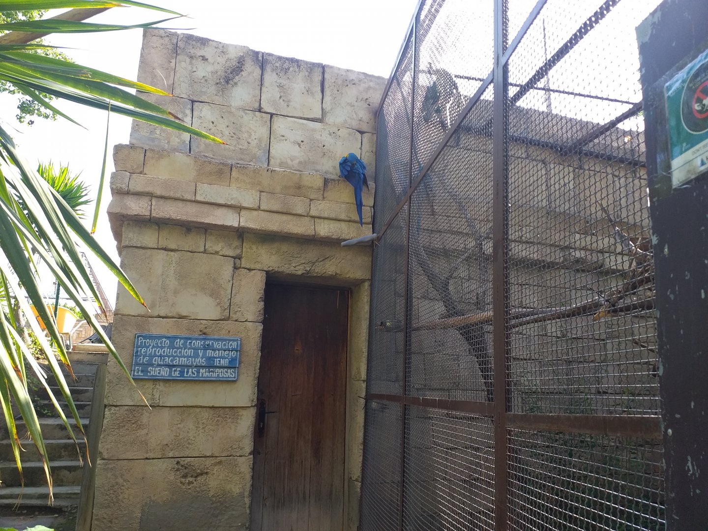 Blue-and-gold macaw perching area -TerraNatura Benidorm (2021)