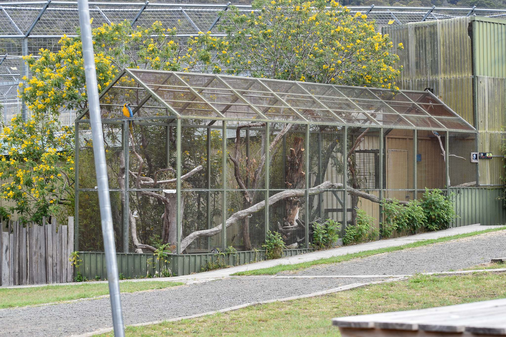 Blue and Gold Macaw/Pheasant Aviary