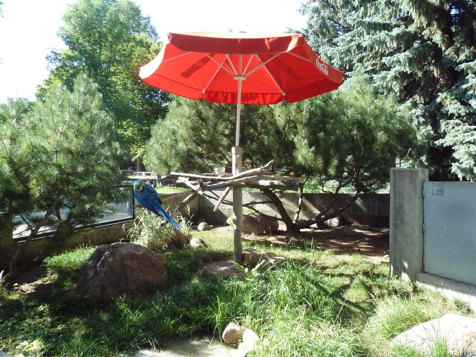 Blue-and-Gold Macaw/Radiated Tortoise Exhibit