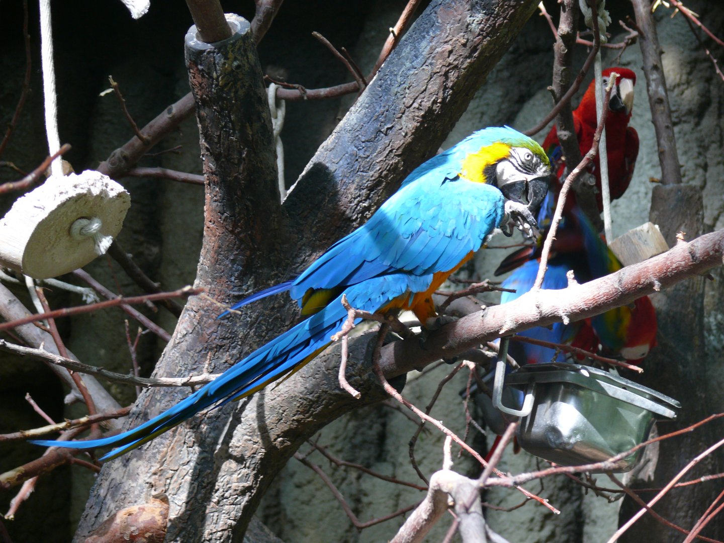 Blue-and-gold macaw - reopening 31-08-2020