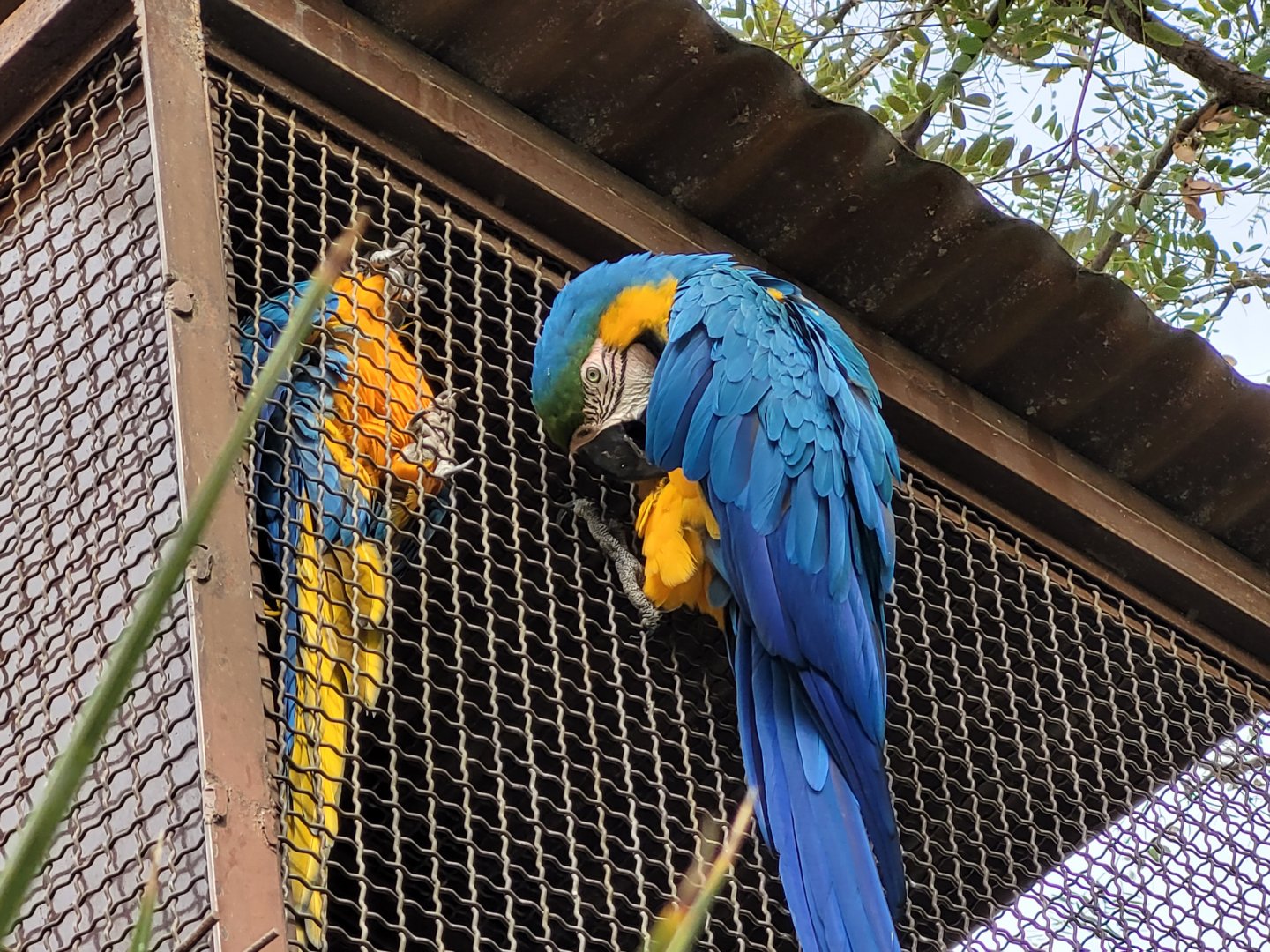 Blue-and-gold macaw -TerraNatura Benidorm (2022)