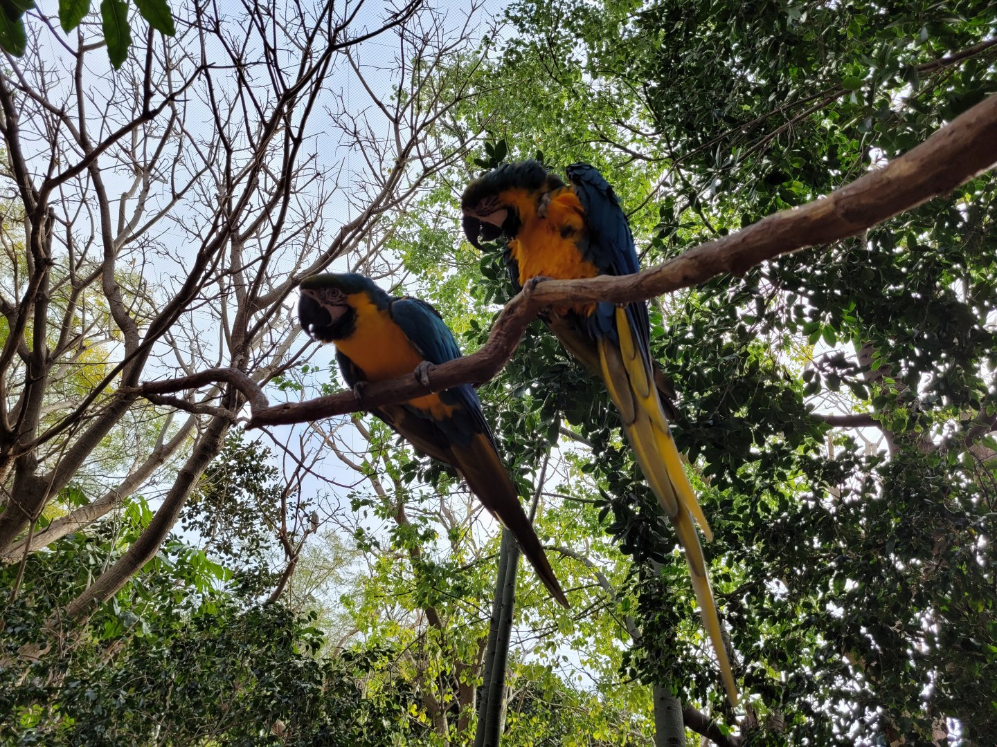 Blue-and-gold macaw -TerraNatura Benidorm (2022)