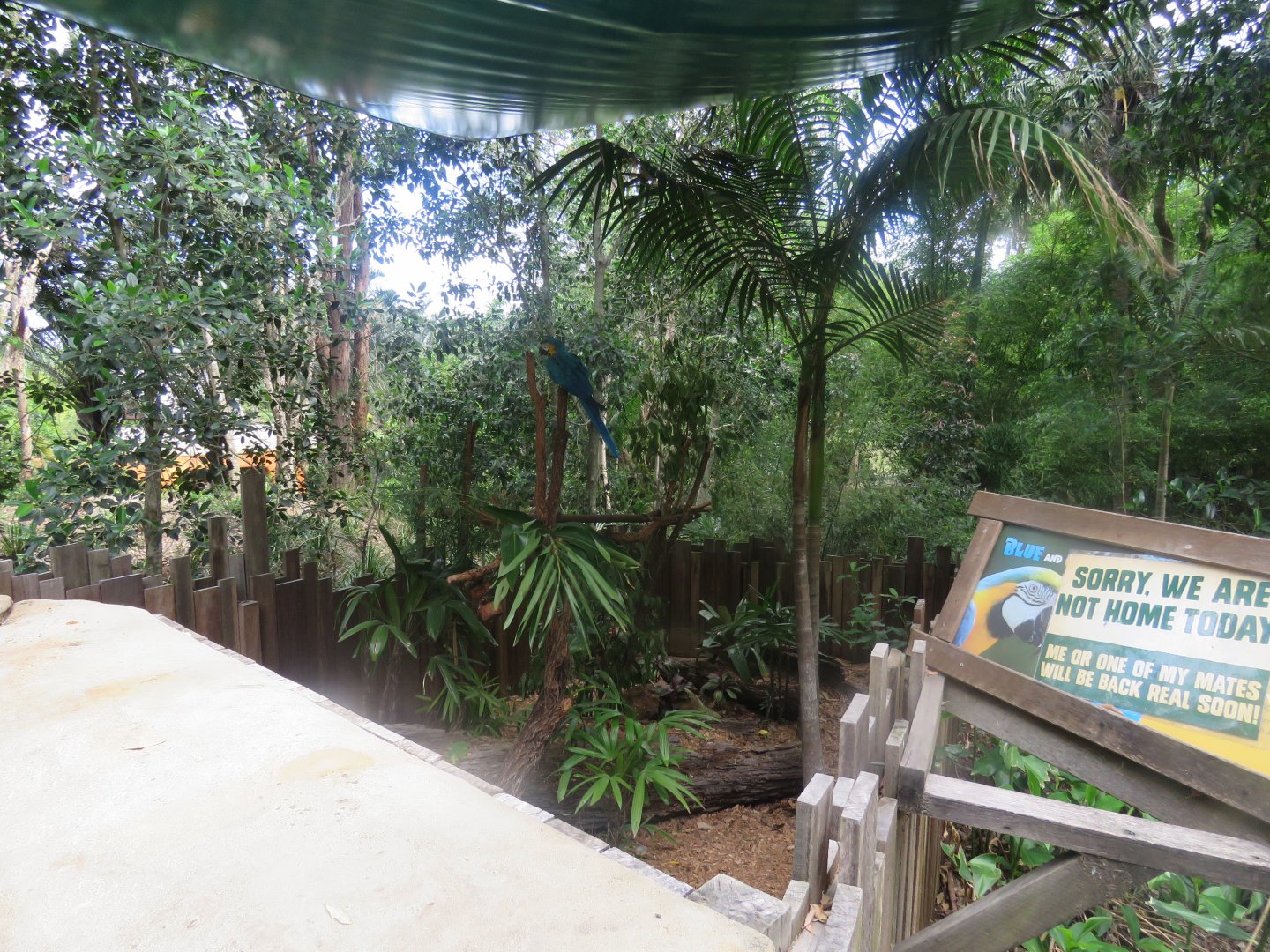 Blue and Gold Macaw Yard