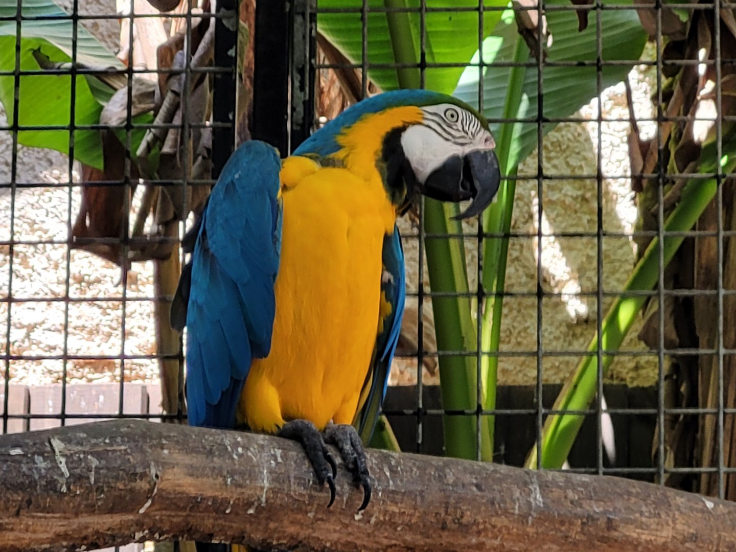 Blue-and-gold macaw -Zoo d'Asson (2022)