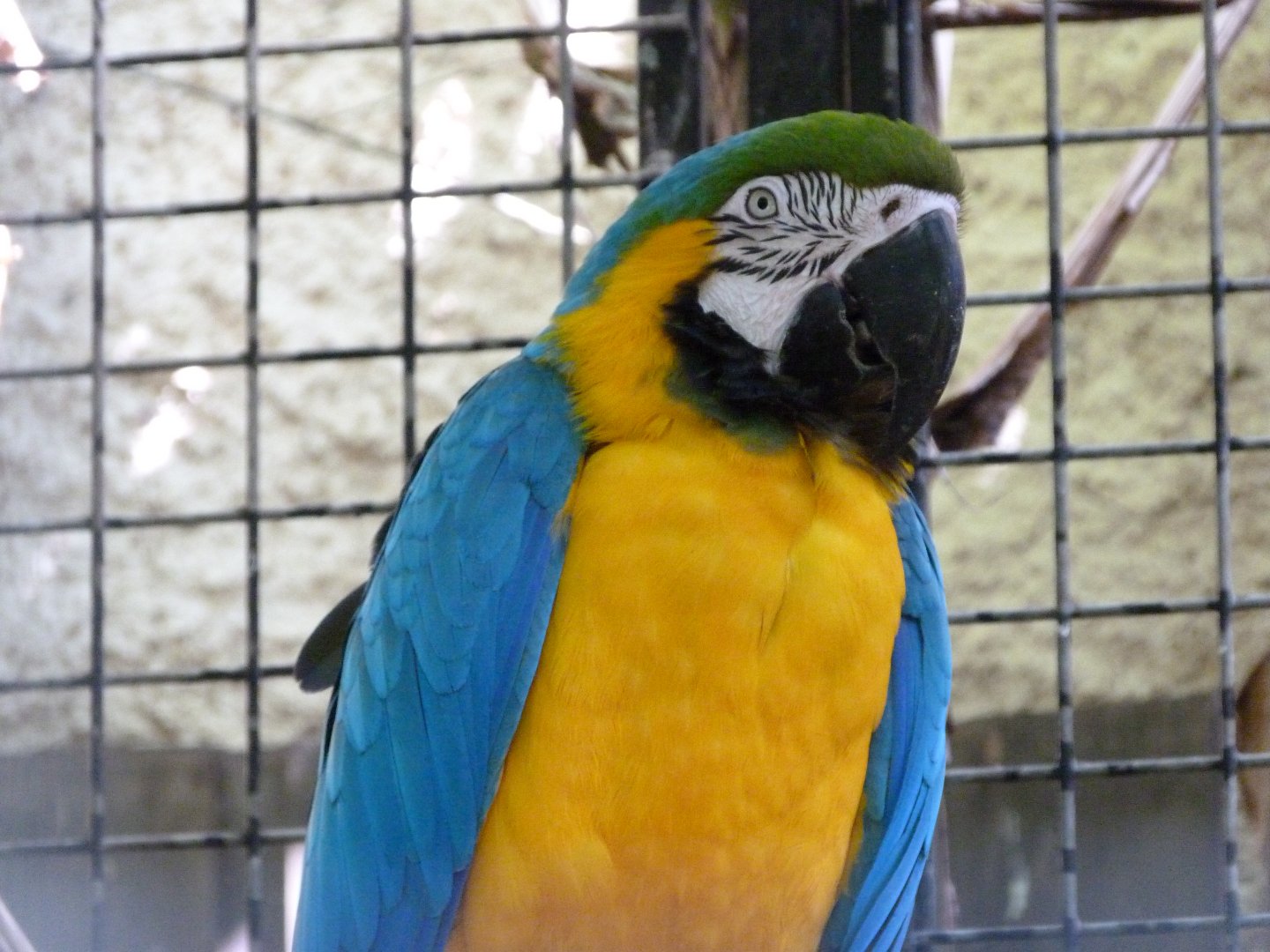 Blue-and-gold macaw -Zoo d'Asson (2025)