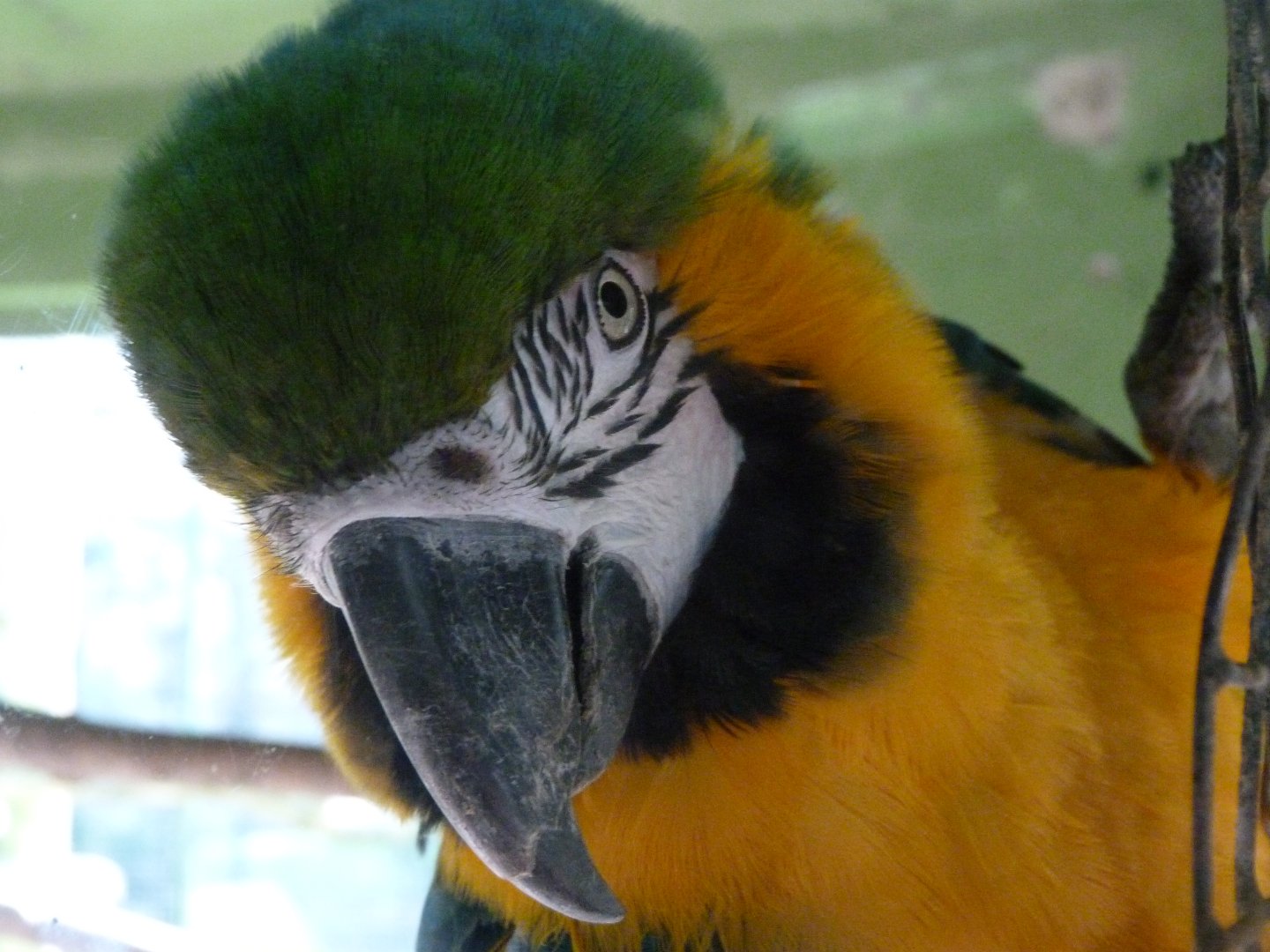 Blue-and-gold macaw -Zoo de Santillana del Mar (2024)