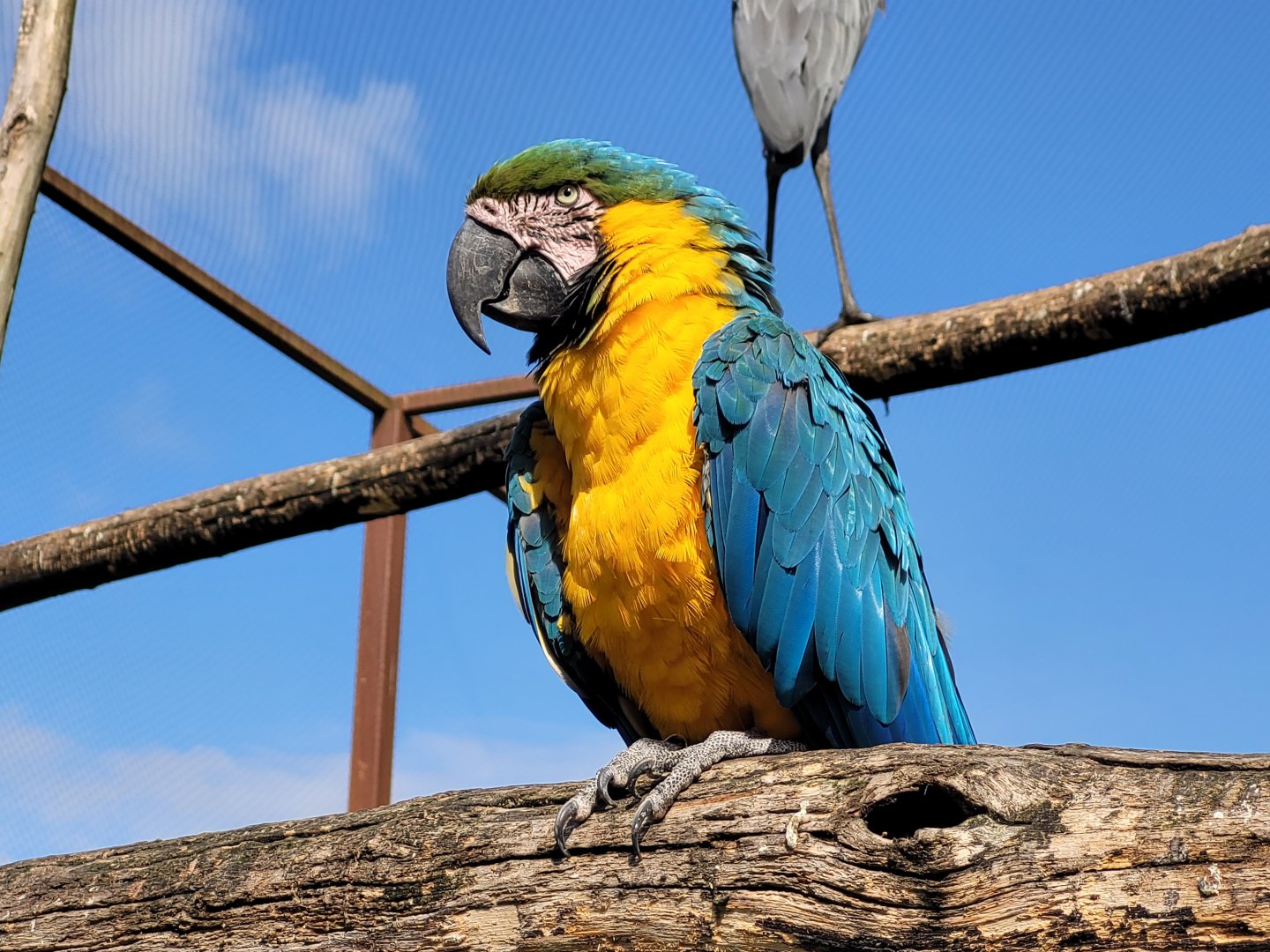 Blue-and-gold macaw -Zoo du bassin d'Arcachon (2024)