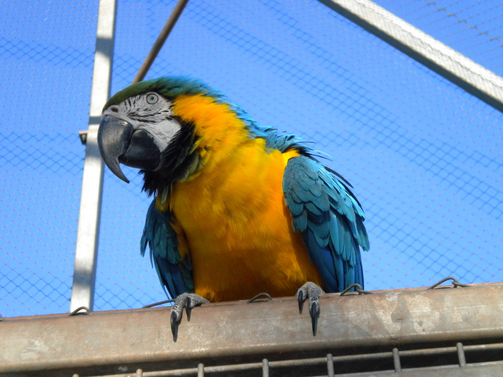 Blue And Gold Macaw.