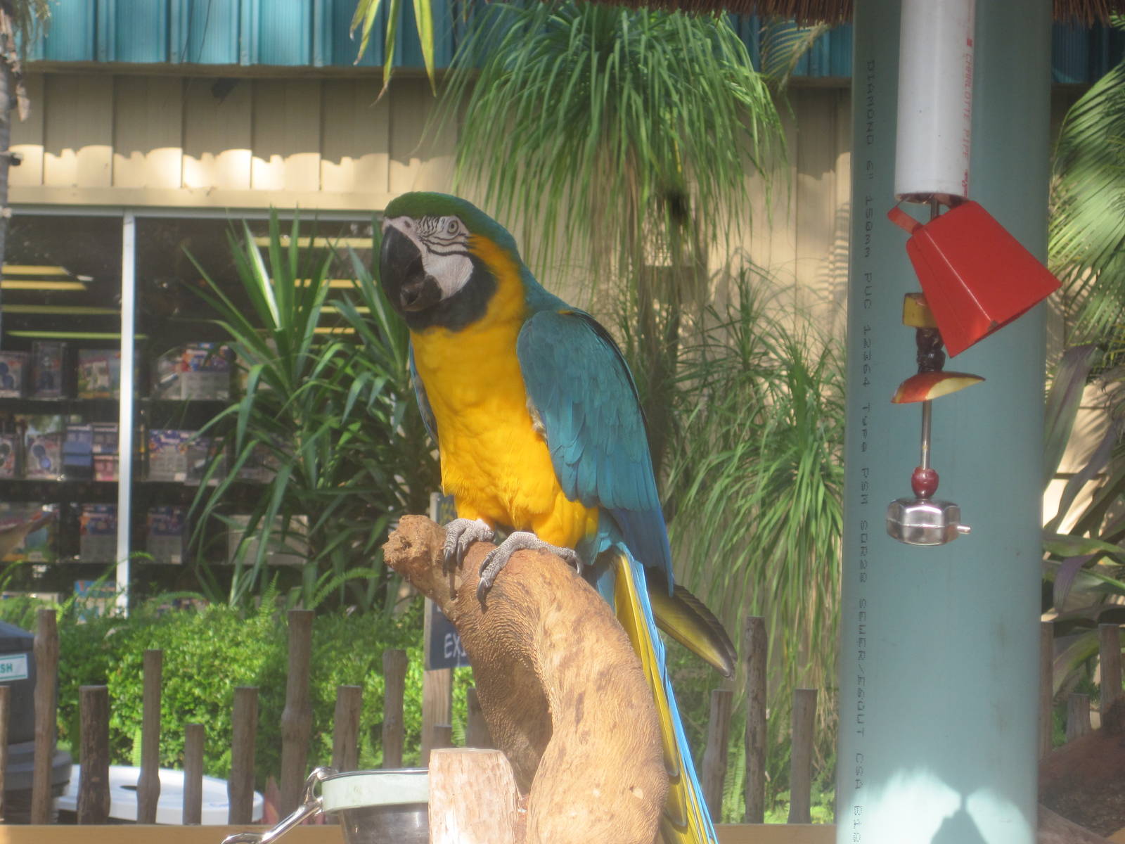 Blue and Gold Macaw