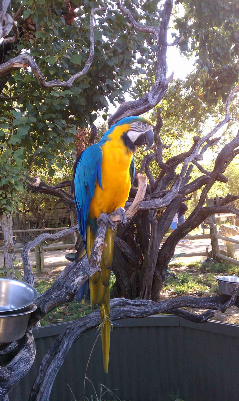 Blue and Gold Macaw