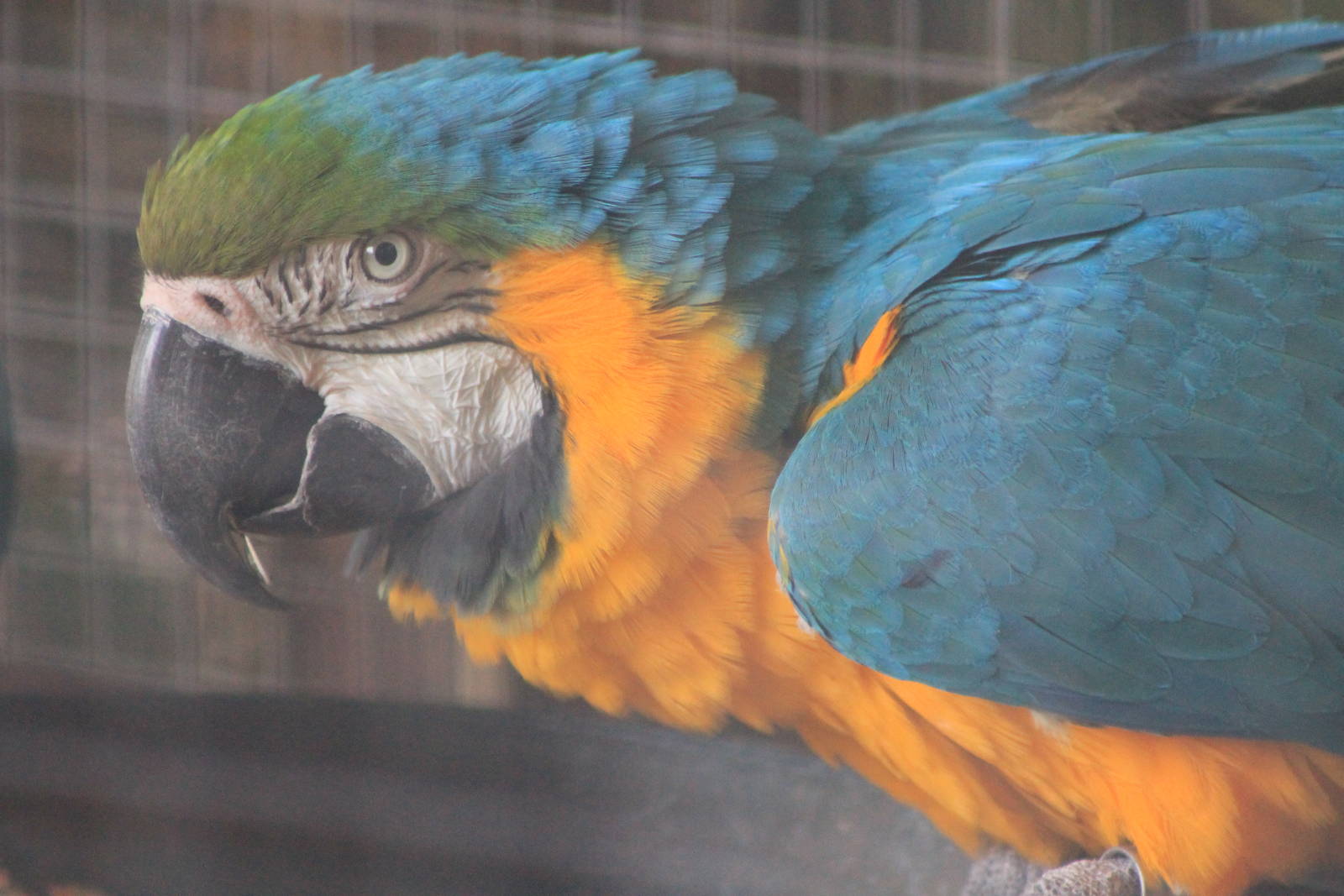 blue-and-gold macaw