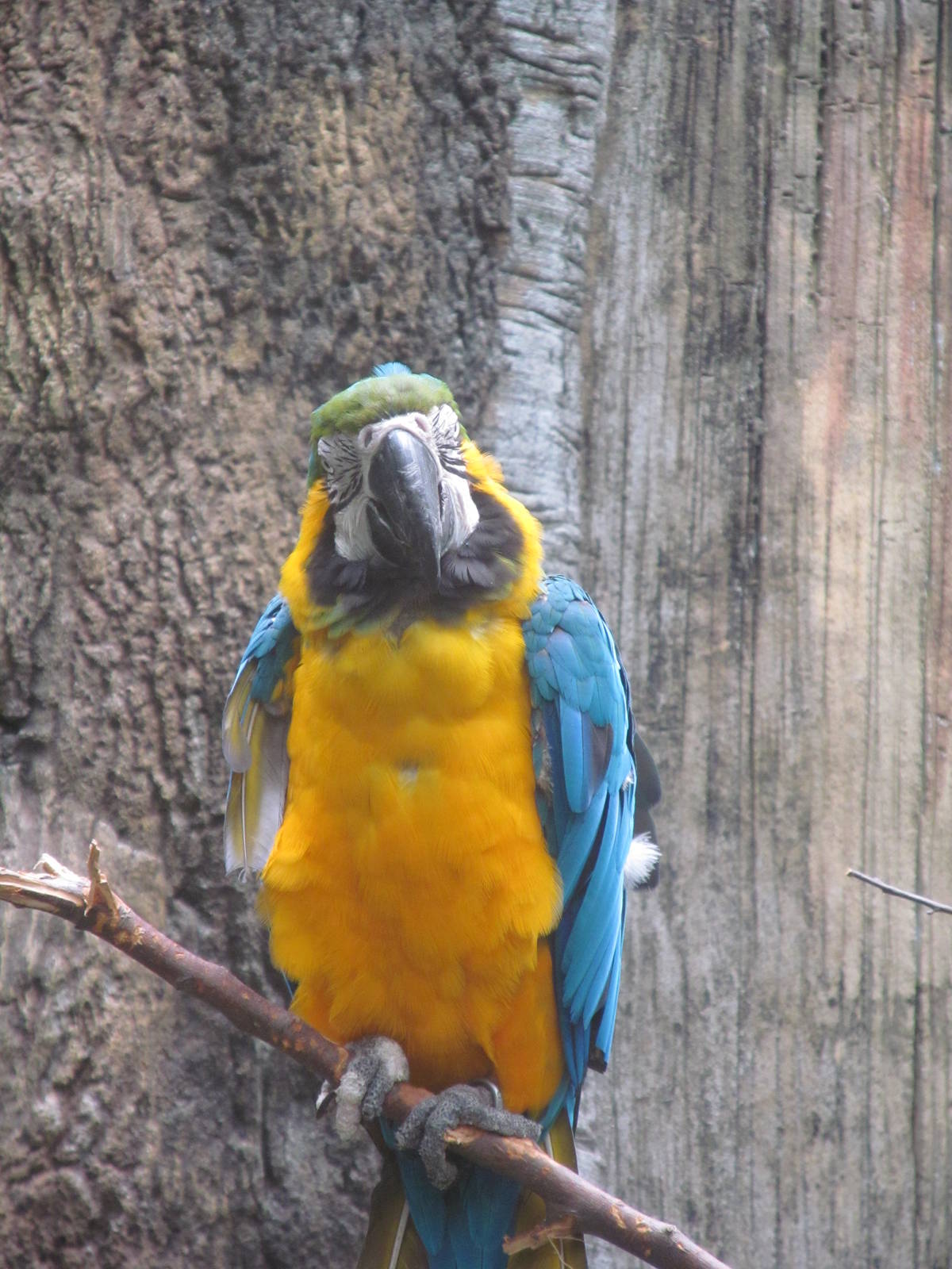 Blue and Gold Macaw