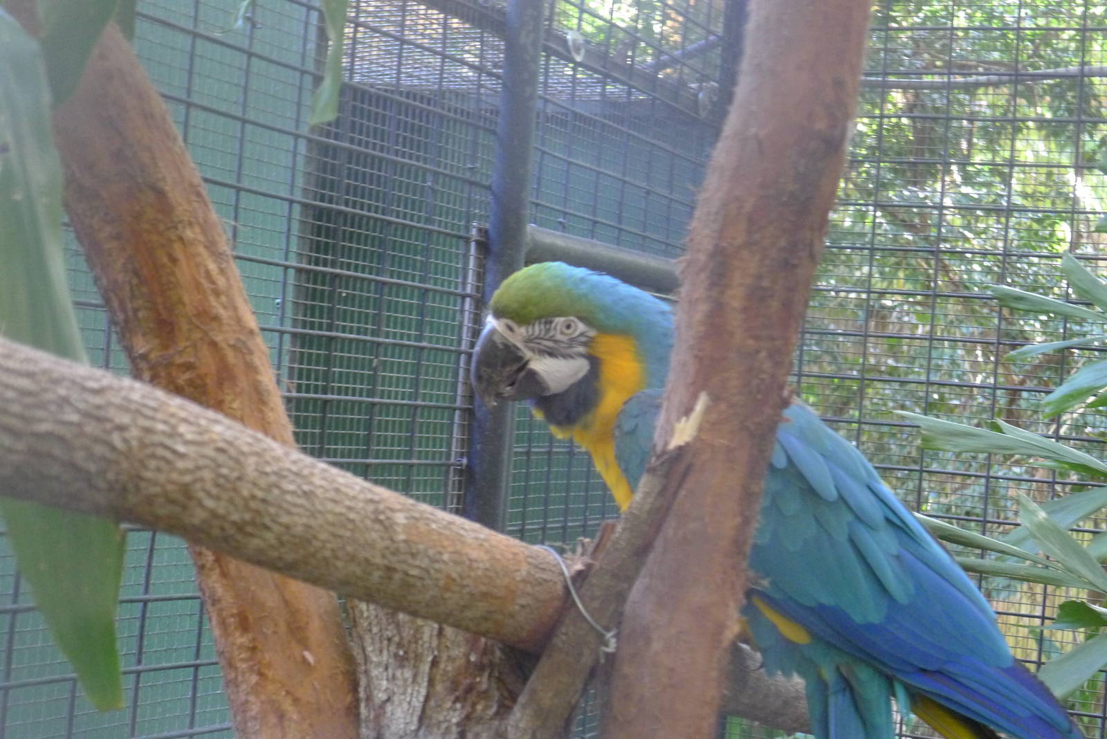 Blue and Gold Macaw