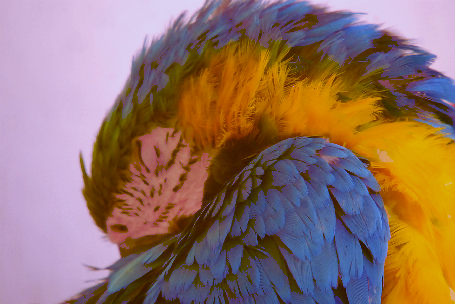 BLUE AND GOLD MACAW