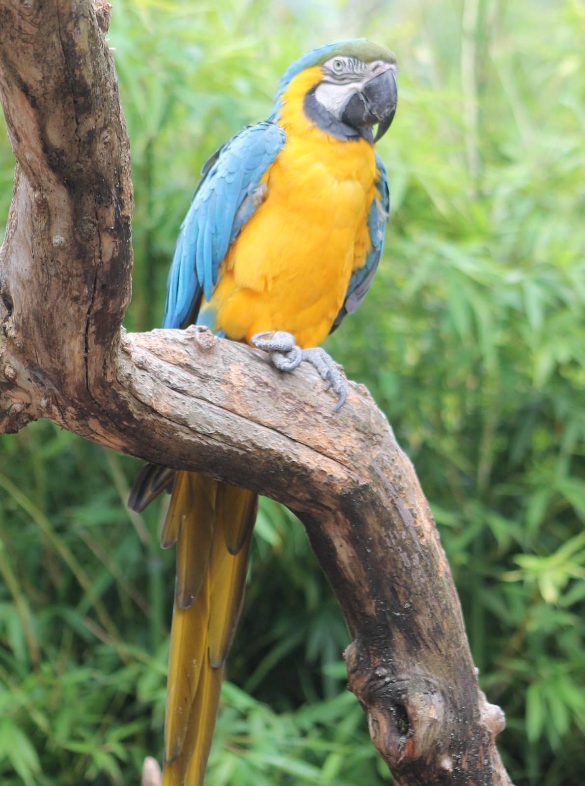 Blue and gold macaw