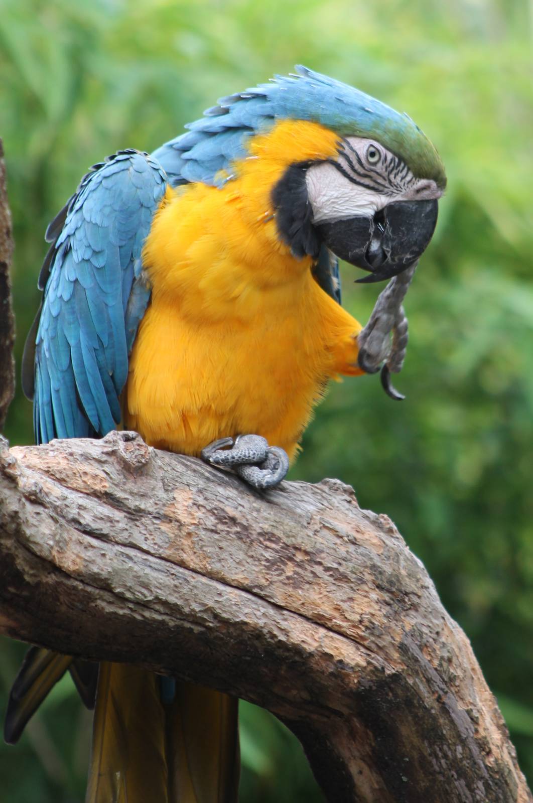 Blue and gold macaw