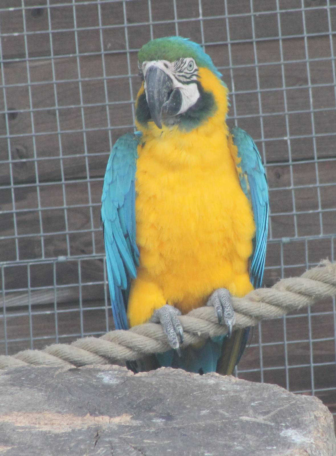 Blue and gold macaw